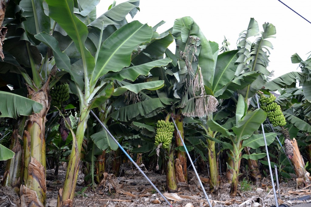 Foto: Plataneras Playa de Charco Verde - La Palma (Santa Cruz de Tenerife), España