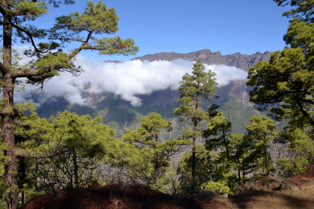 Foto: La Cumbrecita - La Palma (Santa Cruz de Tenerife), España