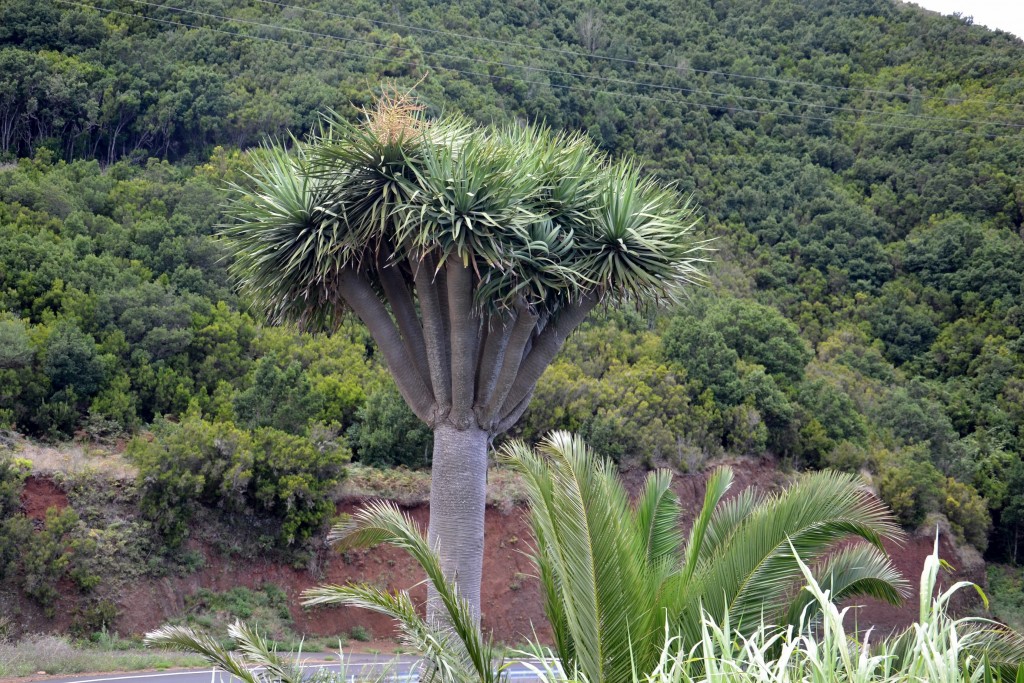 Foto: Piscinas La Fajana - La Palma (Santa Cruz de Tenerife), España