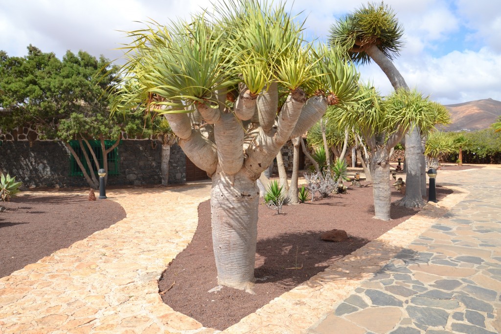 Foto: Dragos, Molino de Antigua - Fuerteventura (Las Palmas), España