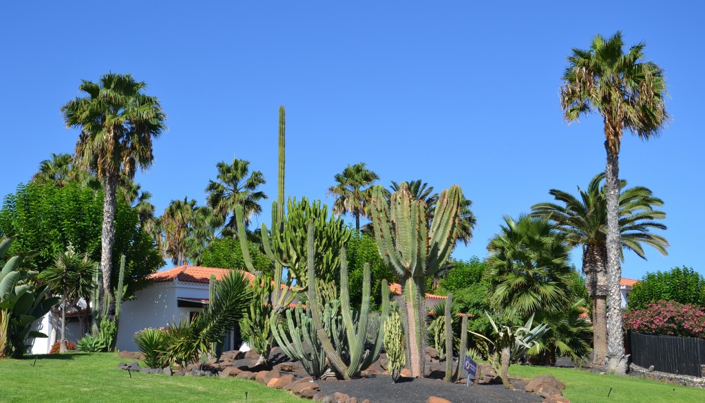 Foto: Caleta de Fuste - Fuerteventura (Las Palmas), España