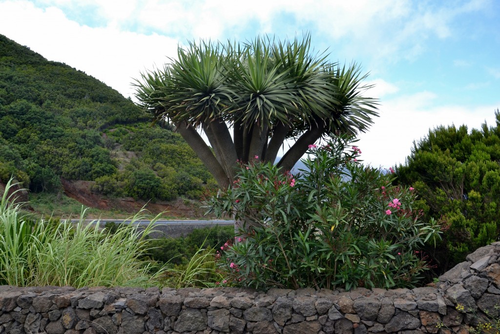 Foto: La Fajana - La Palma (Santa Cruz de Tenerife), España