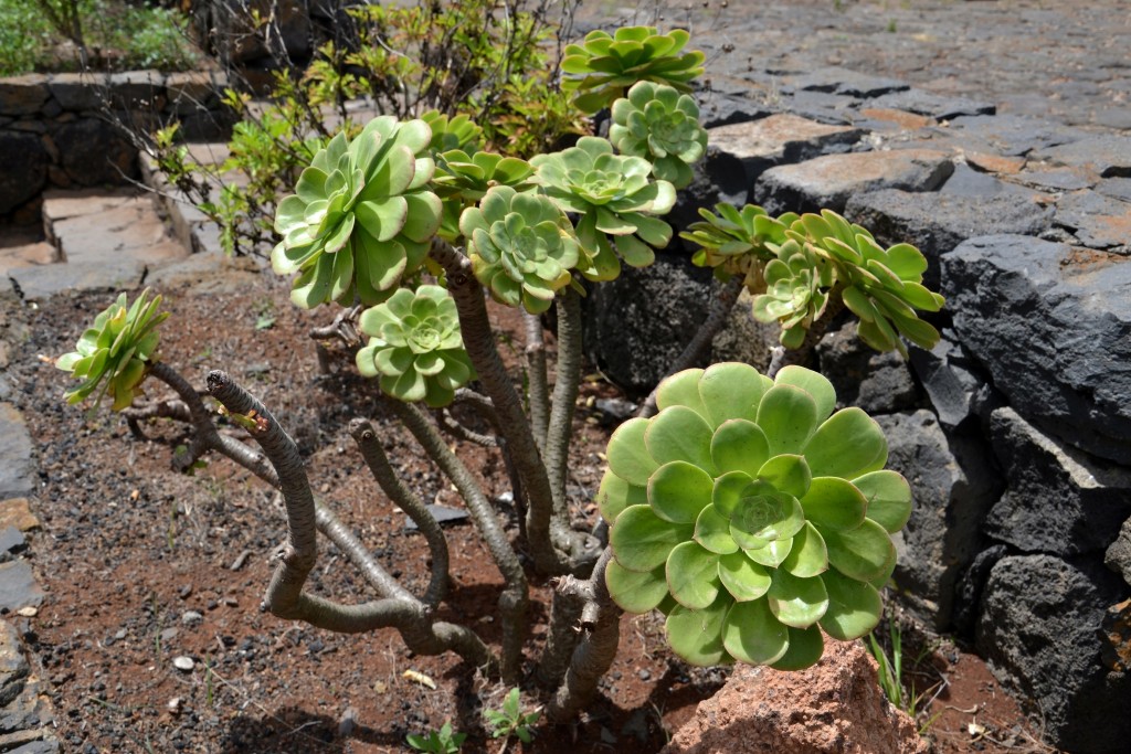 Foto: Piscinas La Fajana - La Palma (Santa Cruz de Tenerife), España