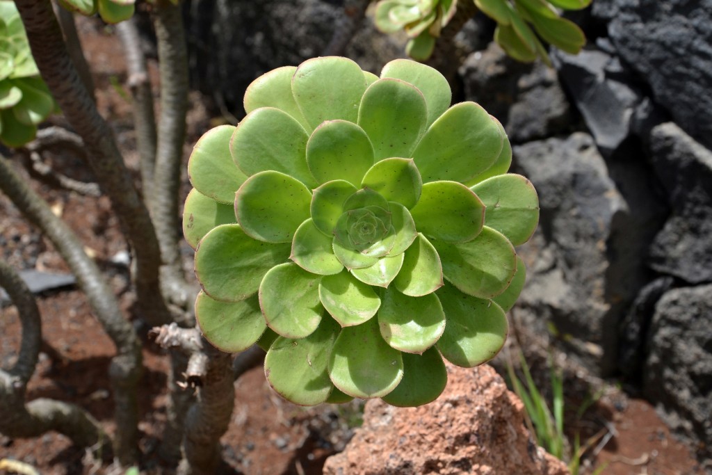 Foto: La Fajana - La Palma (Santa Cruz de Tenerife), España