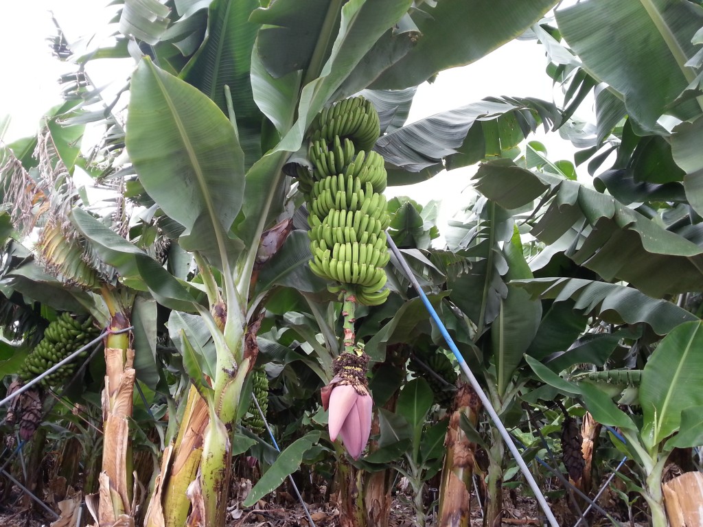 Foto: Plataneras, Carretera Charco Verde - La Palma (Santa Cruz de Tenerife), España