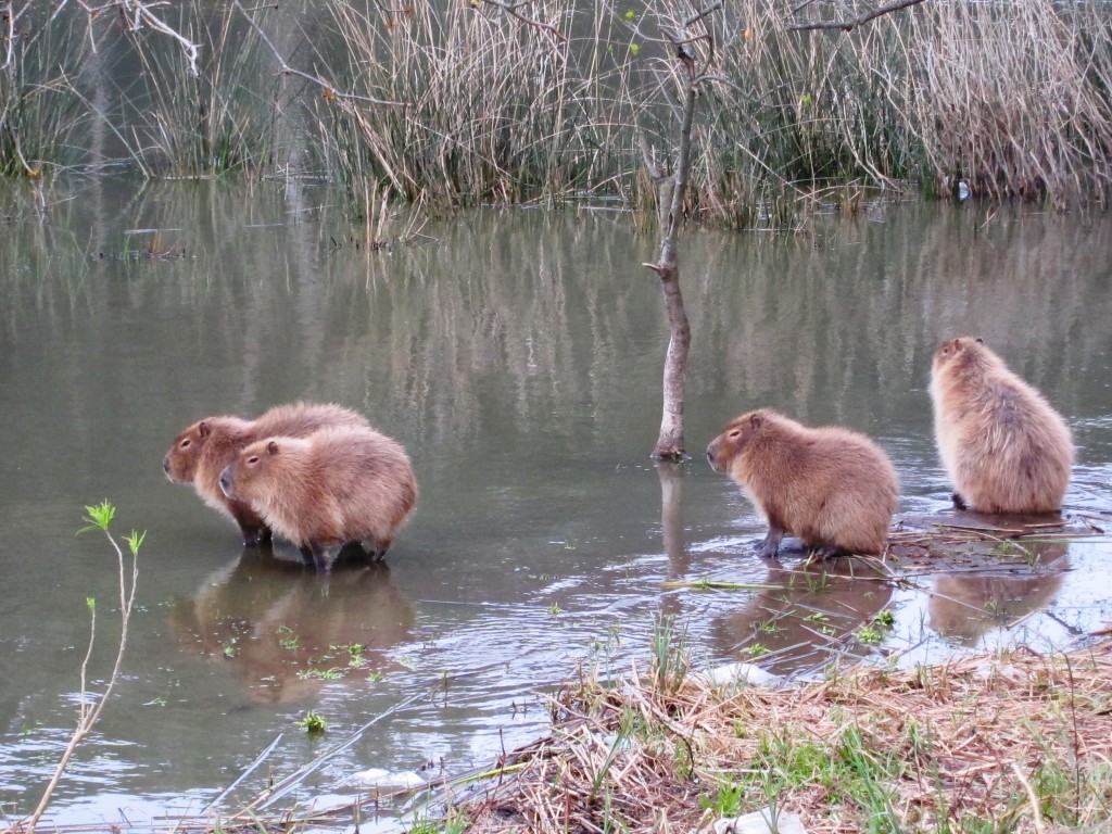 Foto: Carpinchos en Laguna de los Padres - Mar del Plata (Buenos Aires), Argentina
