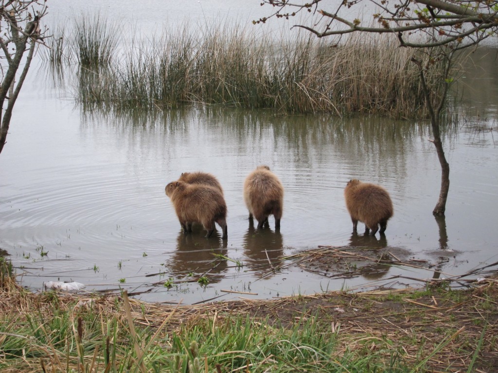 Foto: Carpinchos en Laguna de los Padres - Mar del Plata (Buenos Aires), Argentina