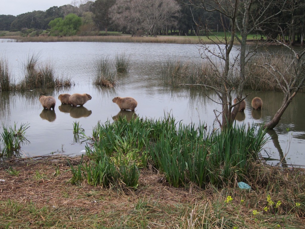 Foto: Carpinchos en Laguna de los Padres - Mar del Plata (Buenos Aires), Argentina