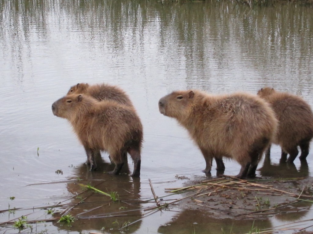 Foto: Carpinchos en Laguna de los Padres - Mar del Plata (Buenos Aires), Argentina