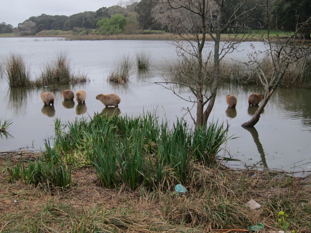 Foto: Carpinchos en Laguna de los Padres - Mar del Plata (Buenos Aires), Argentina