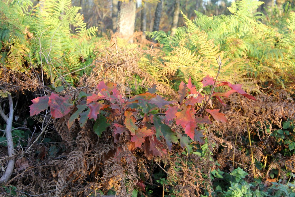 Foto de Burguete (Navarra), España