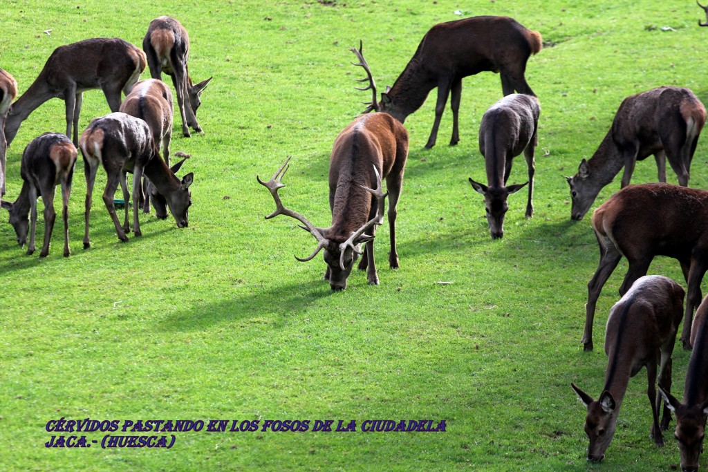 Foto de Jaca (Huesca), España