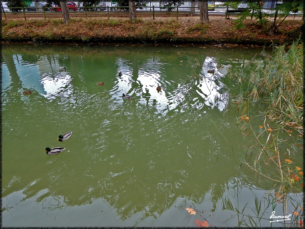 Foto: 151116-08 ZARAGOZA CANAL - Zaragoza (Aragón), España