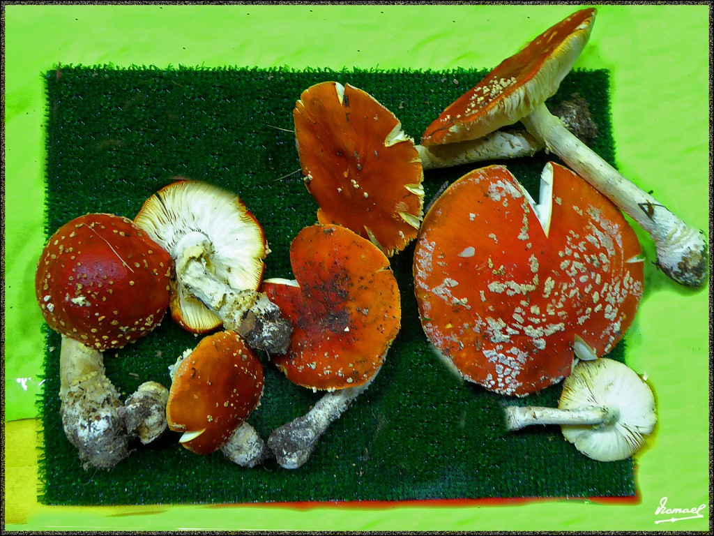 Foto: 151108-45 EXPOSICION SETAS - Zaragoza (Aragón), España