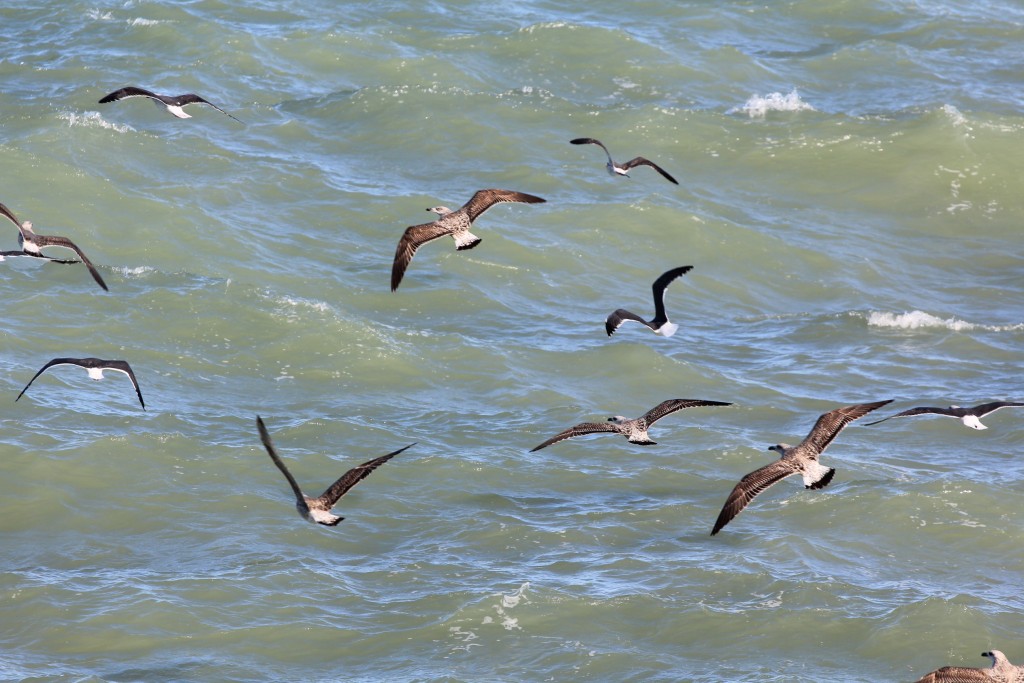 Foto de Cádiz (Andalucía), España