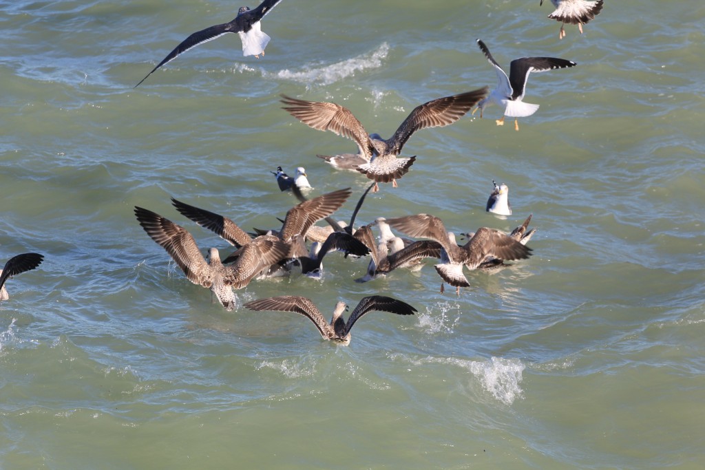 Foto de Cádiz (Andalucía), España