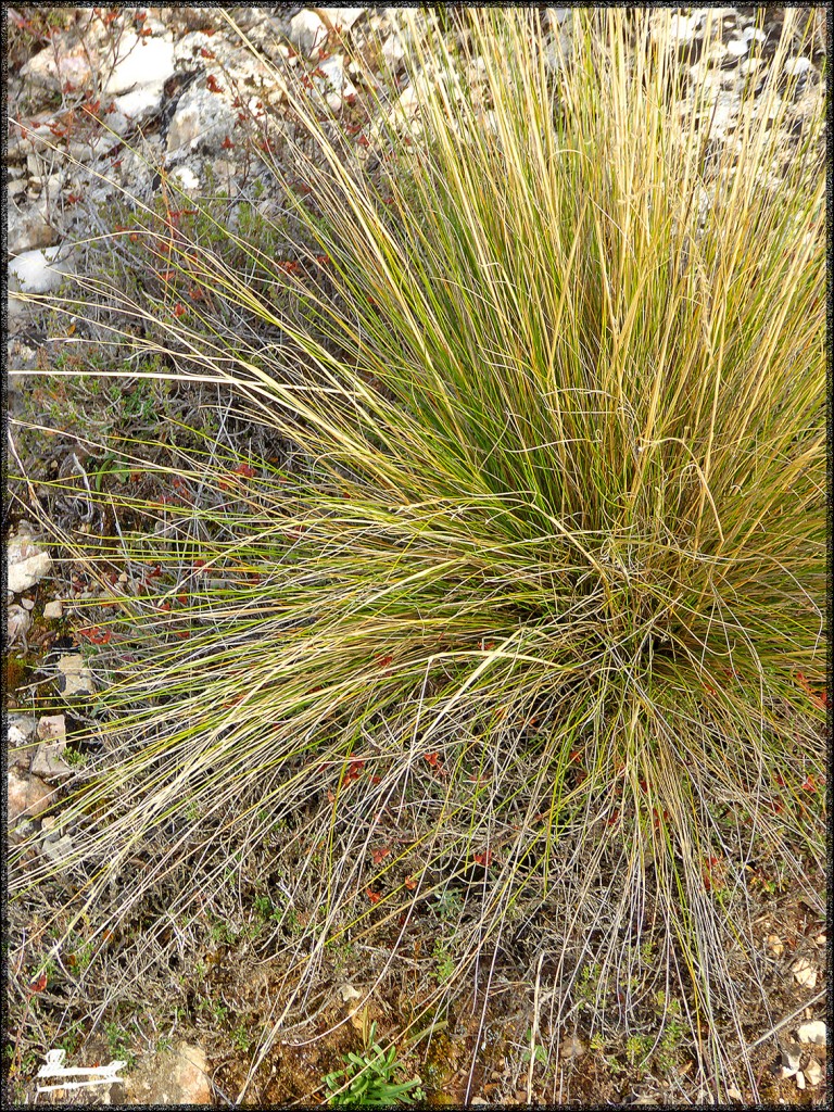 Foto: 151024-23 Alhama De Aragon - Alhama De Aragon (Zaragoza), España