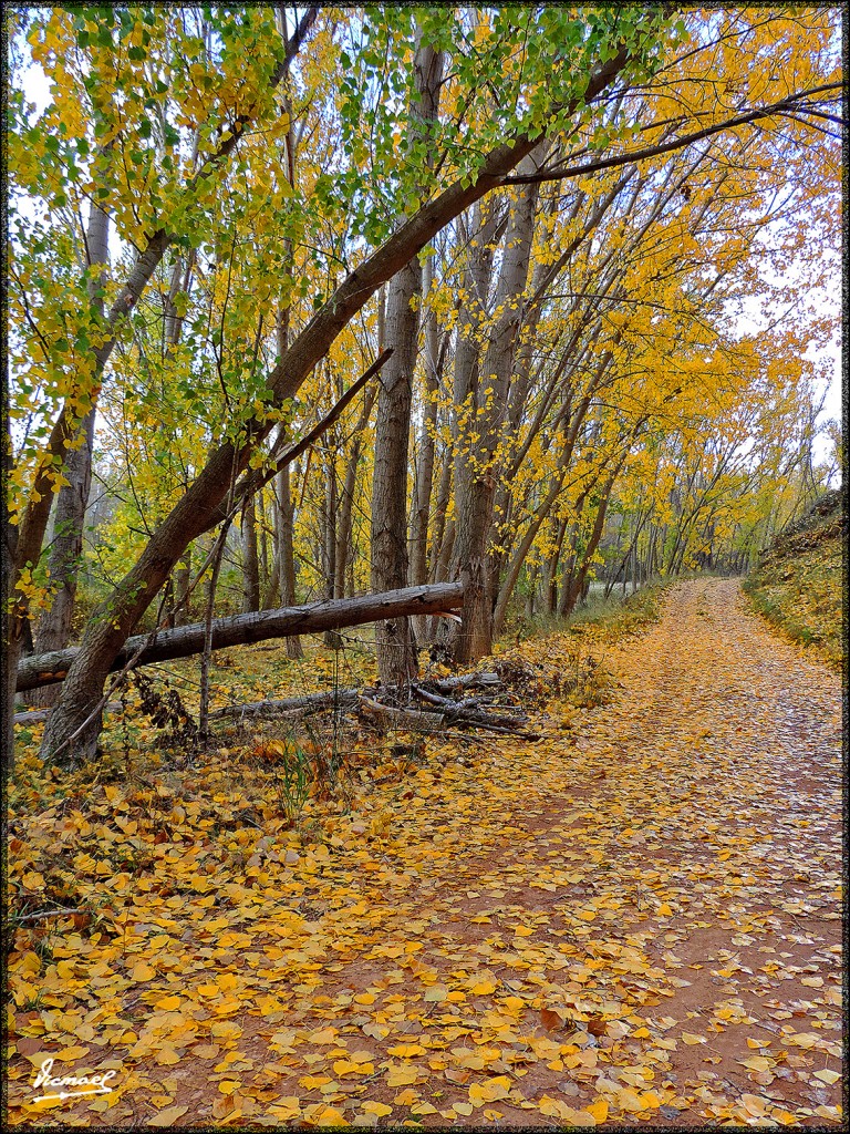 Foto: 151027-16 IBDES - Ibdes (Zaragoza), España
