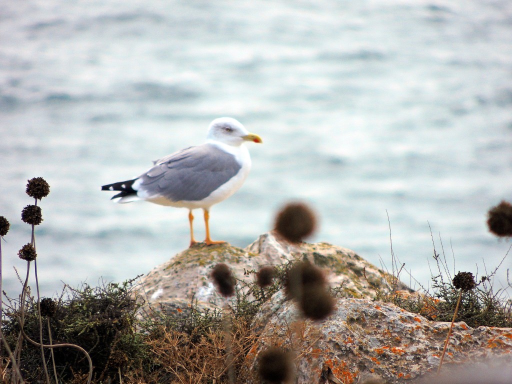 Foto de Sagres (Faro), Portugal