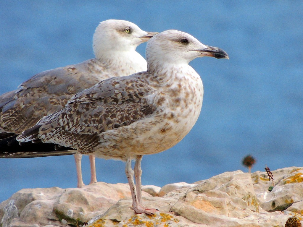 Foto de Sagres (Faro), Portugal