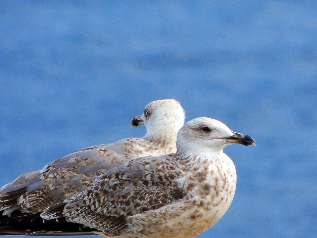 Foto de Sagres (Faro), Portugal