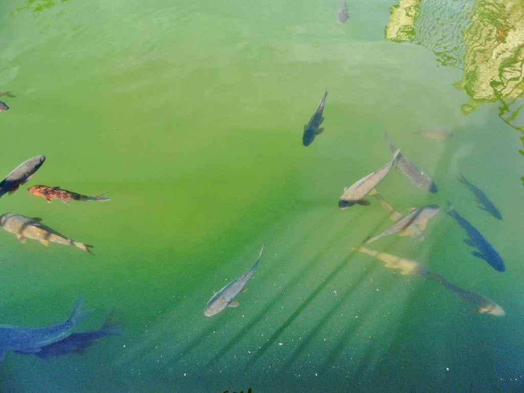 Foto: Jardines del alcazar de los reyes Cristianos - Córdoba (Andalucía), España