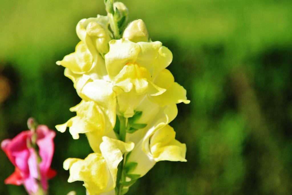 Foto: Jardines del alcazar de los reyes Cristianos - Córdoba (Andalucía), España