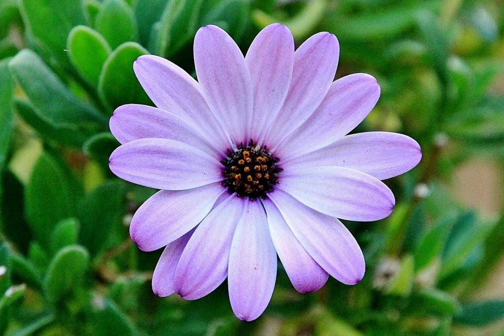 Foto: Palacio de Viana - Córdoba (Andalucía), España