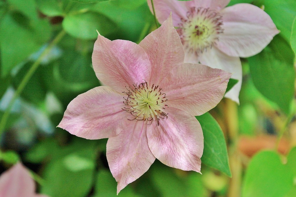 Foto: Concurso de patios 2015 - Córdoba (Andalucía), España