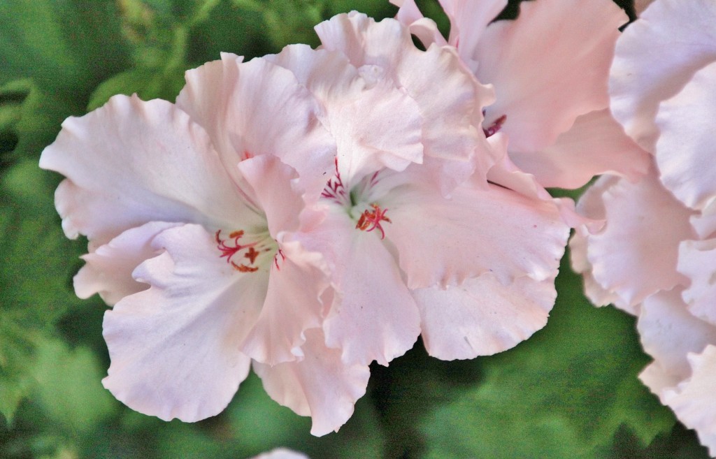 Foto: Concurso de patios 2015 - Córdoba (Andalucía), España