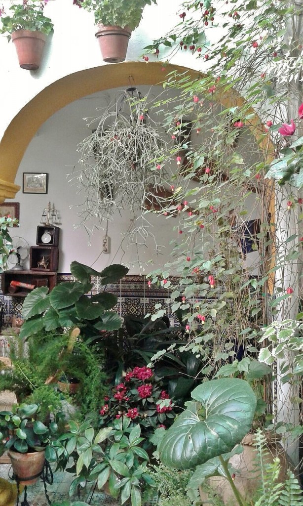 Foto: Concurso de patios 2015 - Córdoba (Andalucía), España