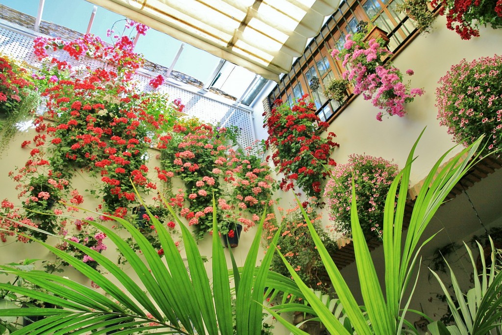 Foto: Concurso de patios 2015 - Córdoba (Andalucía), España