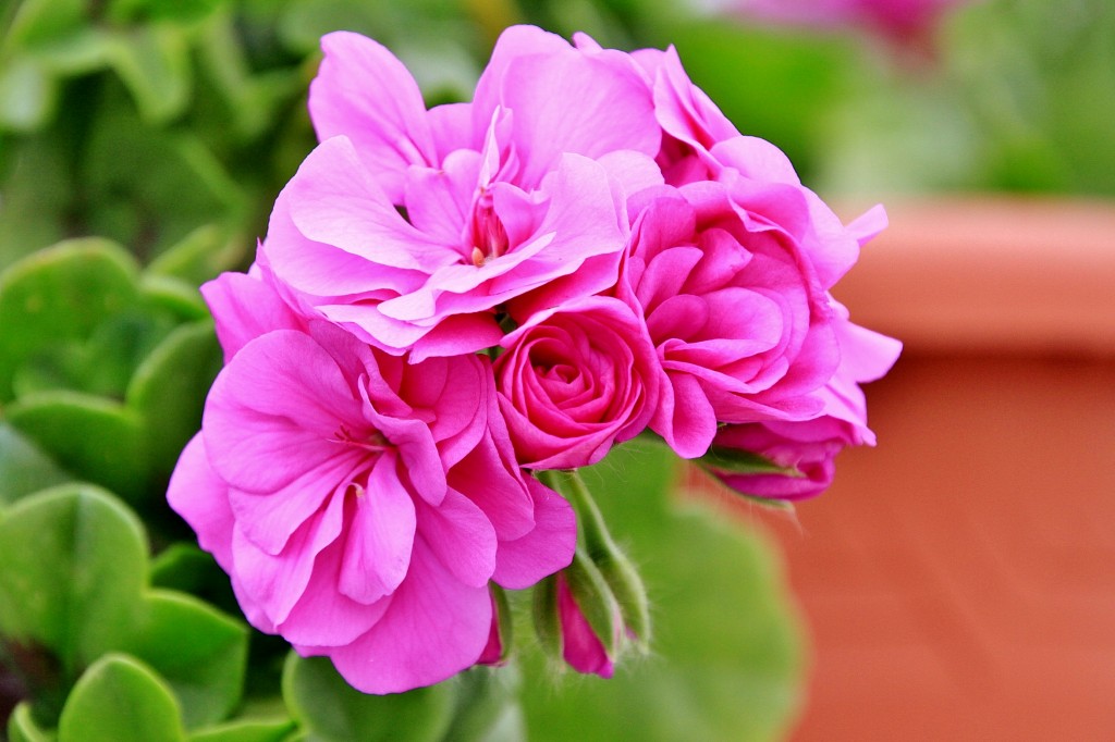 Foto: Un poco de color - Zuheros (Córdoba), España