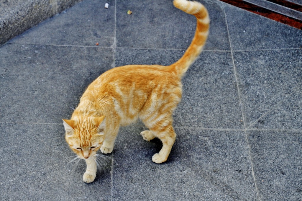 Foto: Gatito - Carcabuey (Córdoba), España