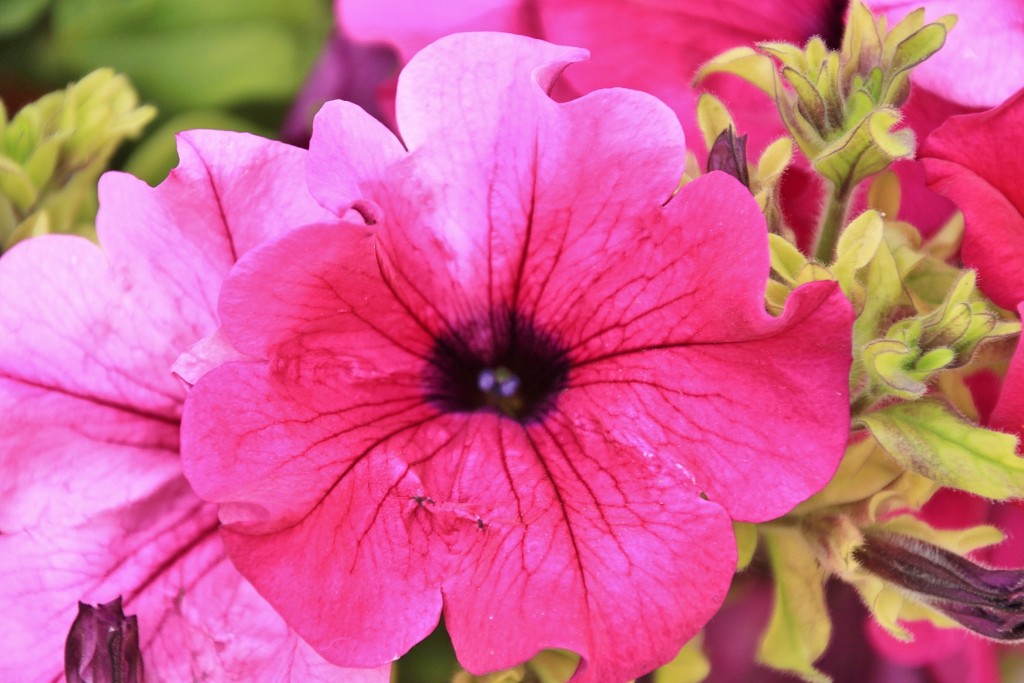 Foto: Un poco de color - Zuheros (Córdoba), España