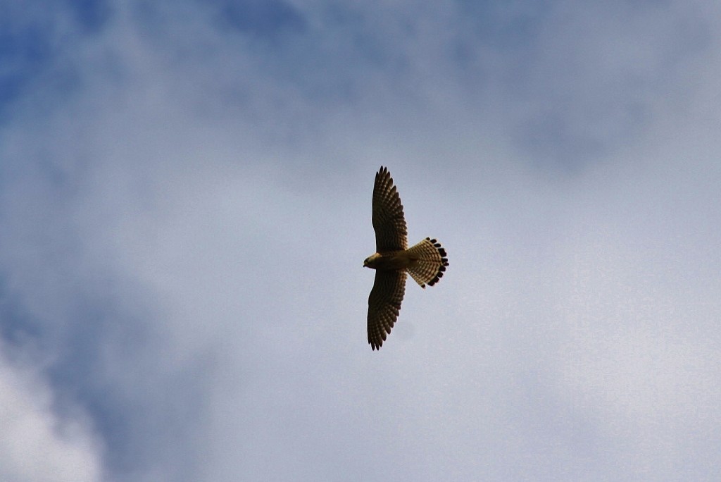 Foto: Cazado al vuelo - Zuheros (Córdoba), España