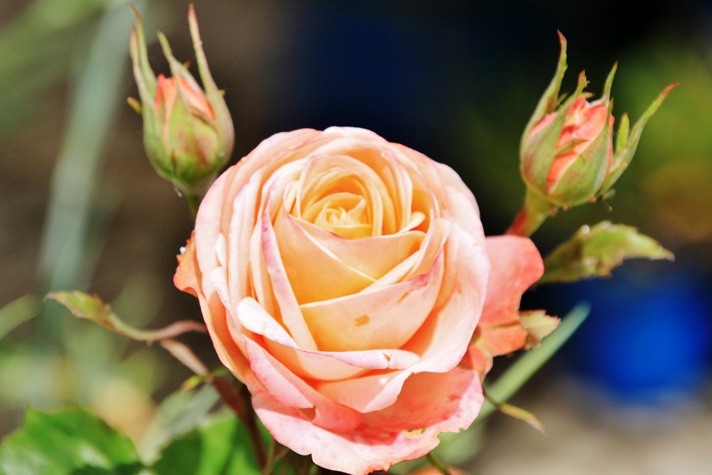 Foto: Un poco de color - Zuheros (Córdoba), España