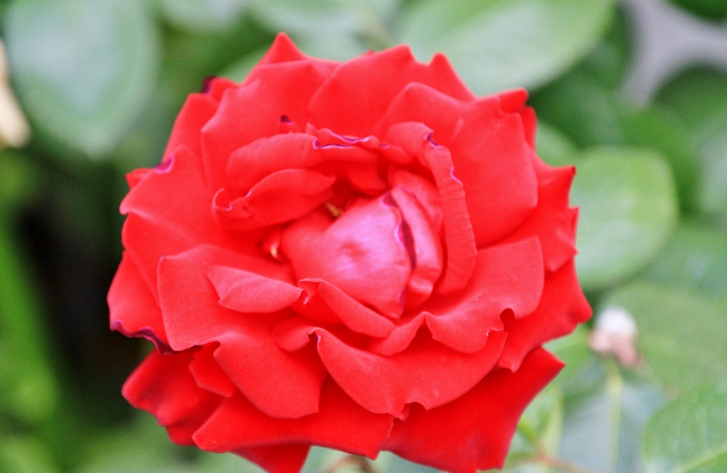 Foto: Un poco de color - Zuheros (Córdoba), España