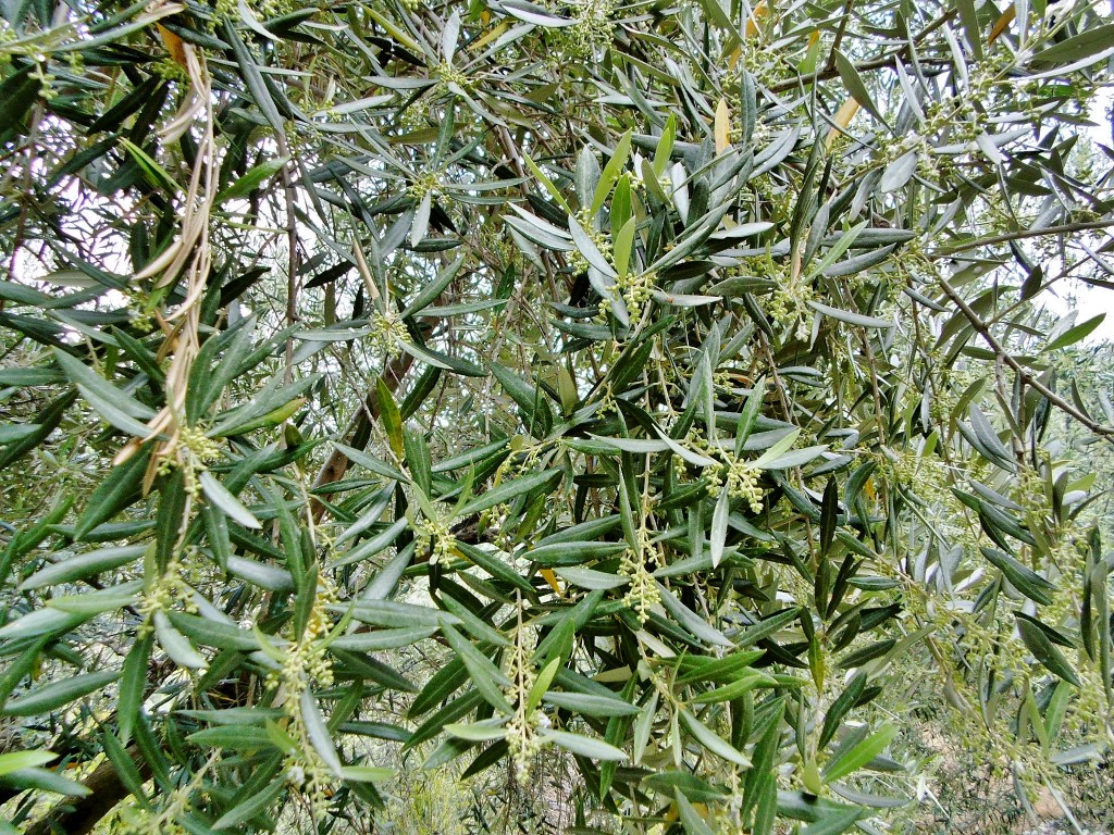 Foto: Olivo - Zuheros (Córdoba), España