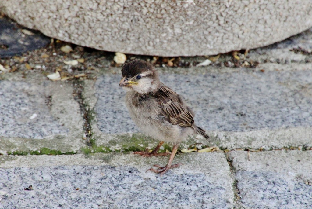 Foto: Pajarito - Zuheros (Córdoba), España