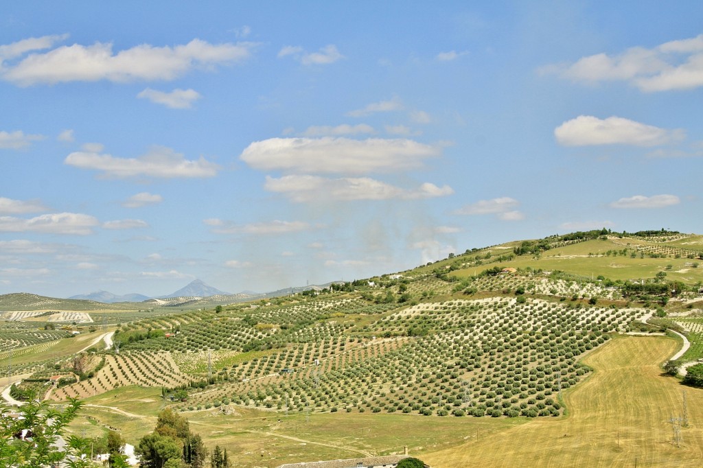 Foto: Paisaje - Baena (Córdoba), España