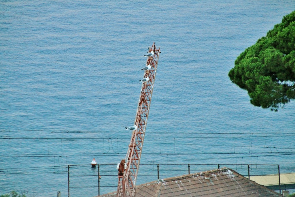 Foto: Todas en el mismo sitio - Rapallo (Liguria), Italia
