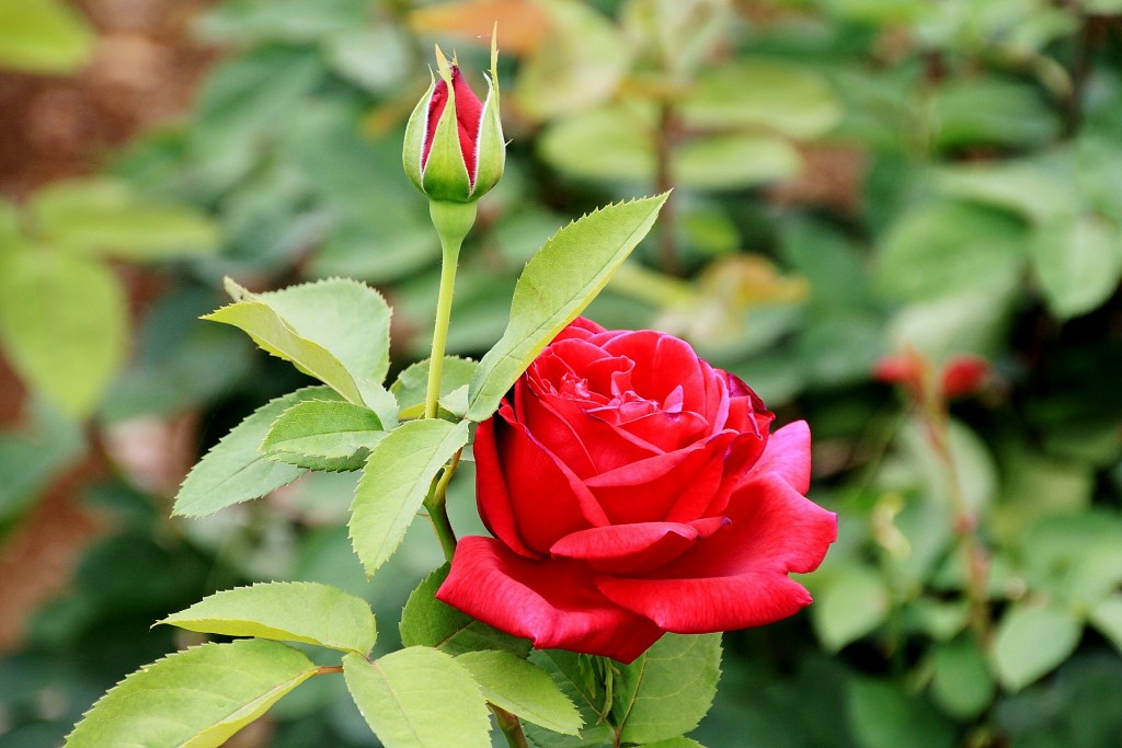 Foto: Jardín del palacio de los Portocarrero - Palma del Río (Córdoba), España
