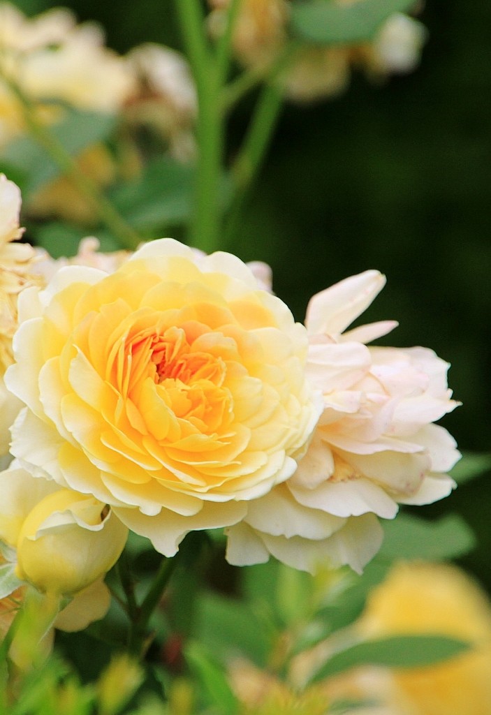 Foto: Jardín del palacio de los Portocarrero - Palma del Río (Córdoba), España
