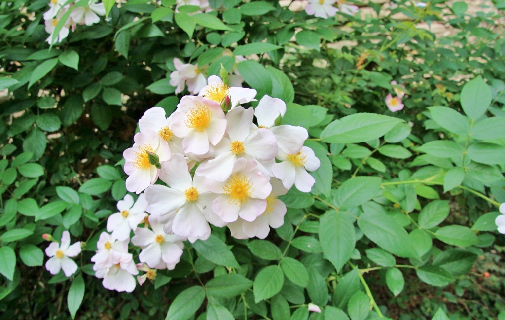 Foto: Palacio de los Portocarrero - Palma del Río (Córdoba), España