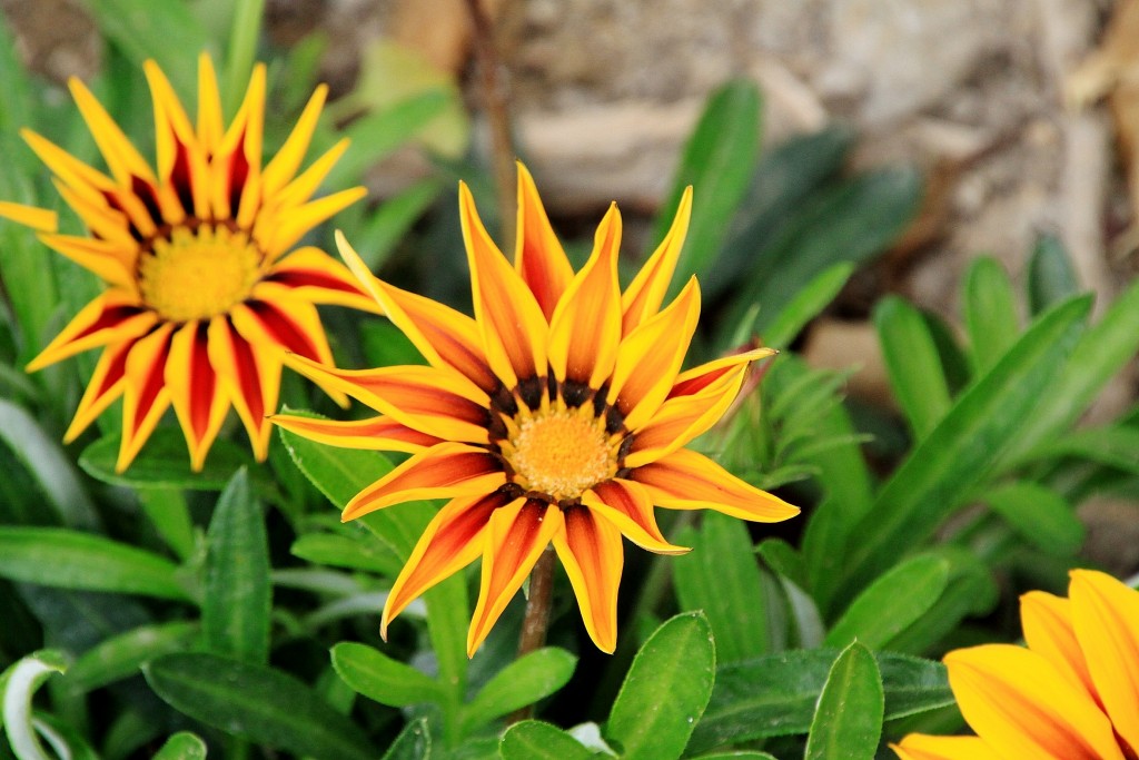 Foto: Un poco de color - Palma del Río (Córdoba), España