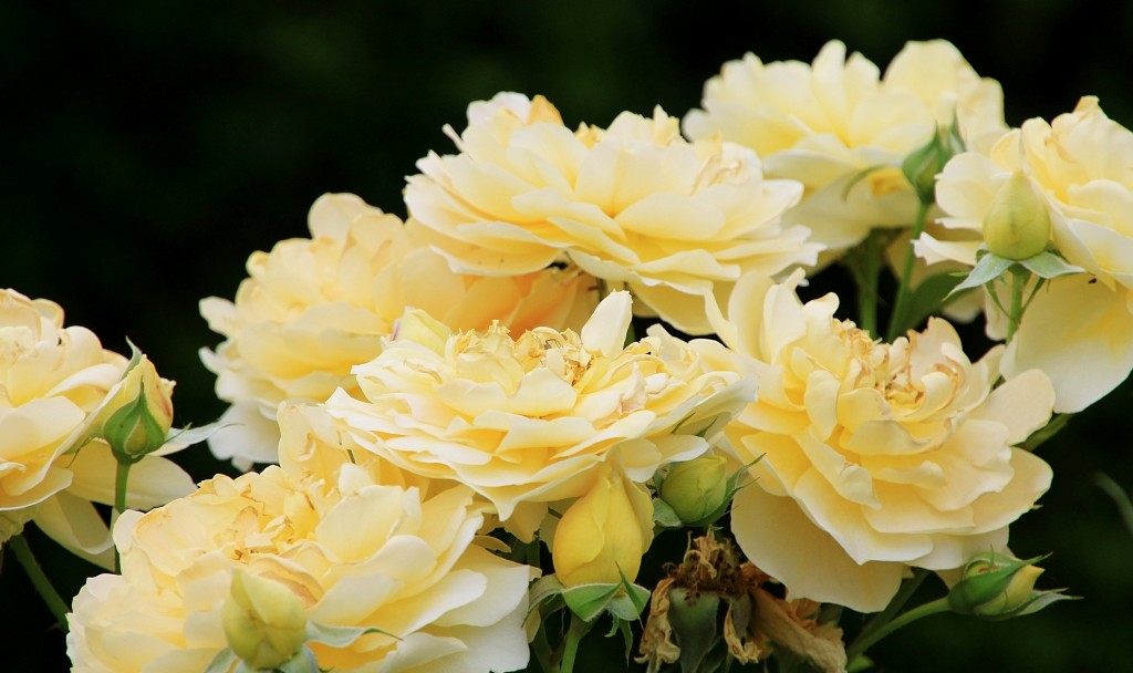 Foto: Jardín del palacio de los Portocarrero - Palma del Río (Córdoba), España