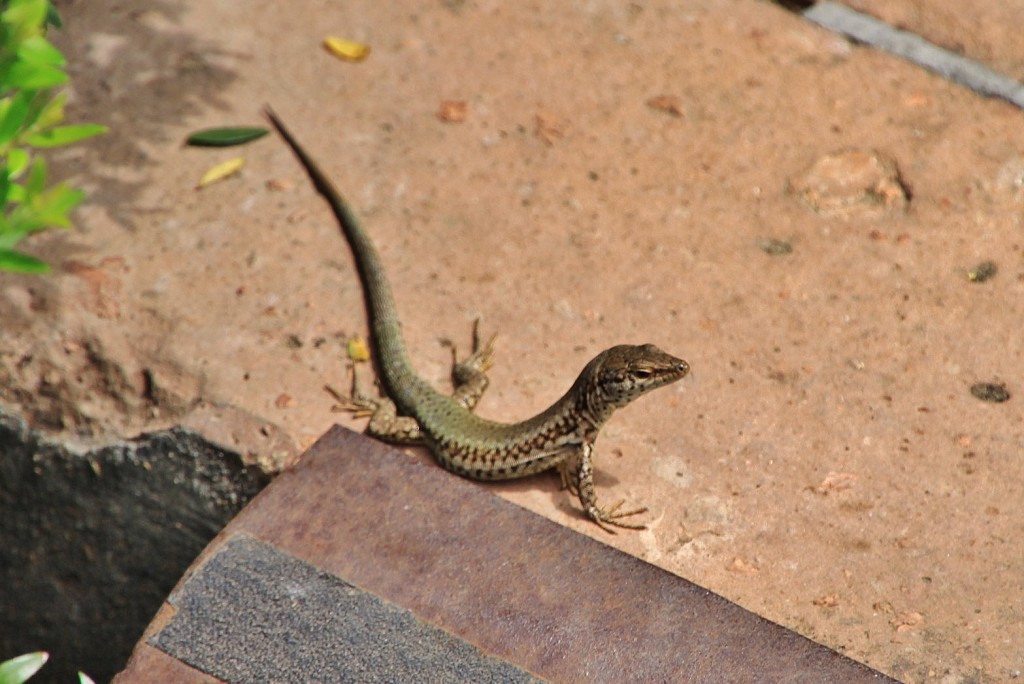 Foto: Bichito del castillo - Almodovar del Río (Córdoba), España
