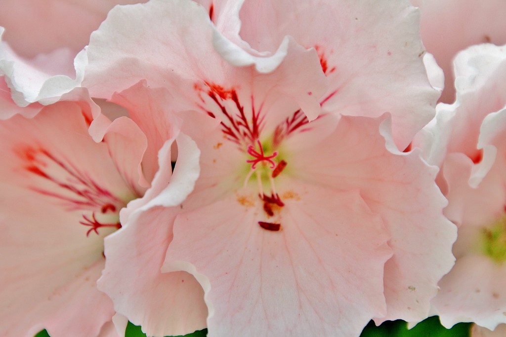 Foto: Un poco de color - Cabra (Córdoba), España