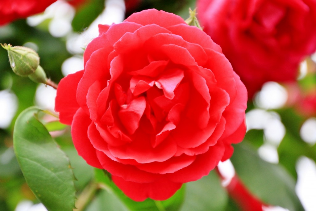 Foto: Un poco de color - Cabra (Córdoba), España